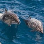 El estudio evaluó la presencia de ciertas sustancias en el cerebro de los delfines, vinculadas al alzhéimer en humanos. Foto: Robert Harding Video / Shutterstock.