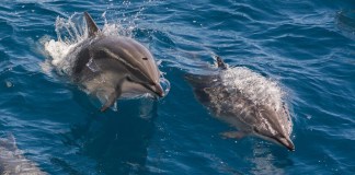 ¿Los delfines también pueden sufrir alzhéimer? El estudio evaluó la presencia de ciertas sustancias en el cerebro de los delfines, vinculadas al alzhéimer en humanos. Foto: Robert Harding Video / Shutterstock.