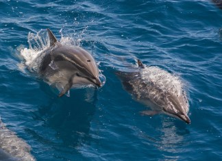 El estudio evaluó la presencia de ciertas sustancias en el cerebro de los delfines, vinculadas al alzhéimer en humanos. Foto: Robert Harding Video / Shutterstock.