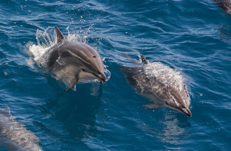 El estudio evaluó la presencia de ciertas sustancias en el cerebro de los delfines, vinculadas al alzhéimer en humanos. Foto: Robert Harding Video / Shutterstock.