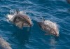 El estudio evaluó la presencia de ciertas sustancias en el cerebro de los delfines, vinculadas al alzhéimer en humanos. Foto: Robert Harding Video / Shutterstock.