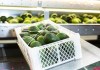 Aguacates entraron en la lista de productos exentos. Foto La Hora: Shutterstock