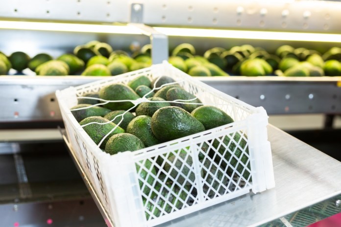 Plastic,Box,With,Selected,Ripe,Hass,Avocados,Near,Sorting,Conveyor Aguacates entraron en la lista de productos exentos. Foto La Hora: Shutterstock