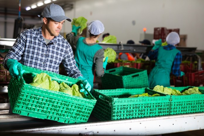 Focused,Man,Working,On,Sorting,Line,In,Vegetable,Factory,,Stacking El desarrollo rural es impulsado por medidas conjuntas entre Gobierno y sector privado. Foro La Hora: Shutterstock