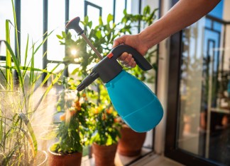 Tres plaguicidas fáciles de preparar para proteger las plantas en casa Los plaguicidas caseros pueden ser una herramienta bastante útil para proteger las plantas en casa. Foto: DimaBerlin / Shutterstock.