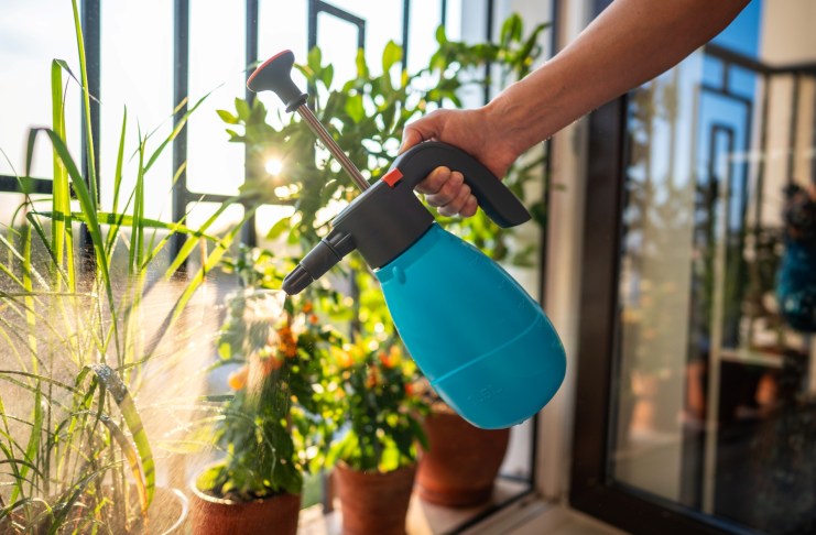 Los plaguicidas caseros pueden ser una herramienta bastante útil para proteger las plantas en casa. Foto: DimaBerlin / Shutterstock.