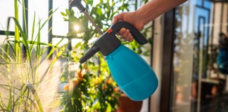 Tres plaguicidas fáciles de preparar para proteger las plantas en casa Los plaguicidas caseros pueden ser una herramienta bastante útil para proteger las plantas en casa. Foto: DimaBerlin / Shutterstock.