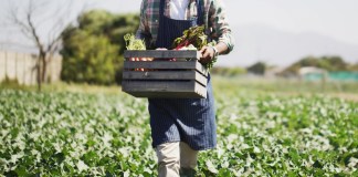 Algunos productos agrícolas no tradicionales tienen el 10% de arancel para ingresar a EE. UU. Foto La Hora: Shutterstock