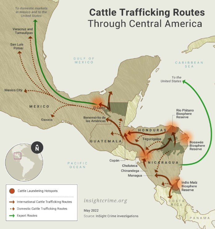 trafico de ganado insight crime