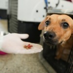 Un voluntario ofrece comida a un perro en el Centro de Bienestar Animal (CBA) este miércoles, en Cali (Colombia). Foto La Hora: EFE