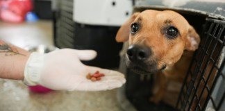 Un voluntario ofrece comida a un perro en el Centro de Bienestar Animal (CBA) este miércoles, en Cali (Colombia). Foto La Hora: EFE