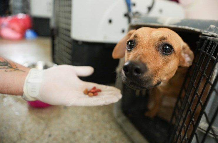 Un voluntario ofrece comida a un perro en el Centro de Bienestar Animal (CBA) este miércoles, en Cali (Colombia). Foto La Hora: EFE