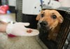 Un voluntario ofrece comida a un perro en el Centro de Bienestar Animal (CBA) este miércoles, en Cali (Colombia). Foto La Hora: EFE