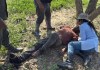 Fotografía cedida por la Fiscalía General del Estado de Bolivia, que muestra el operativo de rescate del fiscal departamental de Beni, Alexander Mendoza (c), quien fue encontrado con vida después de sufrir un accidente aéreo la semana pasada, después de que la avioneta. Foto La Hora: EFE