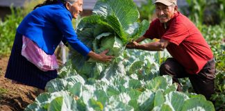 Un fondo de Q500 millones será destinado para que pequeños y medianos agricultores puedan optar a un préstamo.