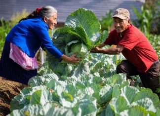 Un fondo de Q500 millones será destinado para que pequeños y medianos agricultores puedan optar a un préstamo.