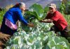Un fondo de Q500 millones será destinado para que pequeños y medianos agricultores puedan optar a un préstamo.