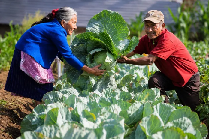9b460688-b5c1-4e61-80e7-ad4be39732c1-compressed Un fondo de Q500 millones será destinado para que pequeños y medianos agricultores puedan optar a un préstamo.