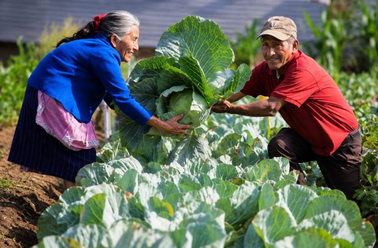 MAGA destinará Q500 millones en fondo para que CHN dé préstamos a pequeños y medianos agricultores Un fondo de Q500 millones será destinado para que pequeños y medianos agricultores puedan optar a un préstamo.
