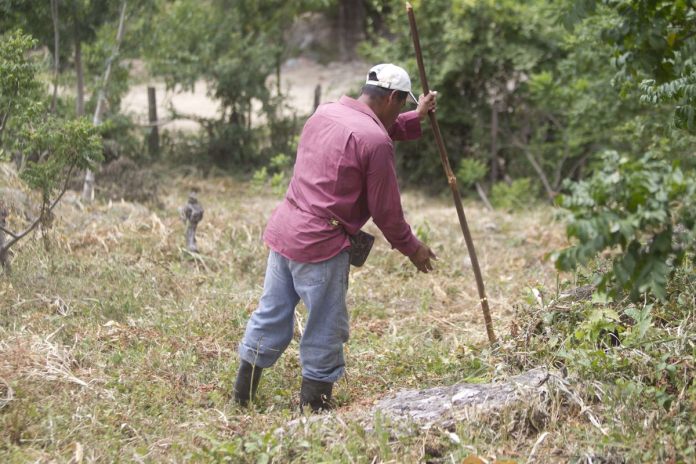 Fotografía de archivo en la que se captó a un campesino al recorrer su terreno cultivable durante una temporada de sequía en Las Delicias (Honduras). Foto La Hora: EFE/Gustavo Amador