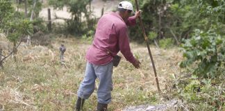 La ONU anuncia donación de 20 millones de dólares más para enfrentar sequía en Honduras Fotografía de archivo en la que se captó a un campesino al recorrer su terreno cultivable durante una temporada de sequía en Las Delicias (Honduras). Foto La Hora: EFE/Gustavo Amador