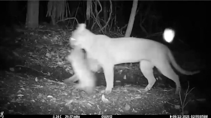 Los pumas forman parte de las cuatro especies de felinos silvestres estudiadas en la Reserva de la Biosfera Maya.. Foto La Hora: WCS.