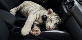 Tigre de Bengala blanco localizado en Iztapalapa, México. Foto La Hora: SSC CDMX