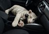 Tigre de Bengala blanco localizado en Iztapalapa, México. Foto La Hora: SSC CDMX
