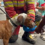 Perrito es rescatado durante incendio de grandes proporciones en zona 3. Foto La Hora: CBM.