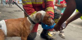 Perrito es rescatado durante incendio de grandes proporciones en zona 3. Foto La Hora: CBM.