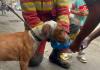 Bomberos rescatan a perrito con quemaduras tras devastador incendio en la zona 3 Perrito es rescatado durante incendio de grandes proporciones en zona 3. Foto La Hora: CBM.