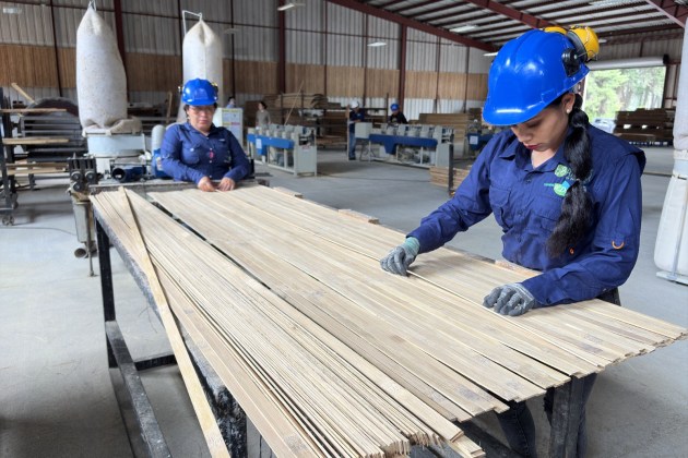 El bamb&uacute; que se transforma en tablas, muebles y una nueva oportunidad para productores. Foto La Hora: Jose Orozco.