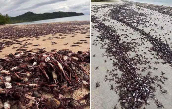 Desde hace varios días, habitantes de Guanacaste, en Costa Rica, alertaron de la muerte de miles de ejemplares de la especie jaiba mora.