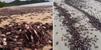 Desde hace varios días, habitantes de Guanacaste, en Costa Rica, alertaron de la muerte de miles de ejemplares de la especie jaiba mora.