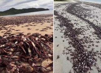Desde hace varios días, habitantes de Guanacaste, en Costa Rica, alertaron de la muerte de miles de ejemplares de la especie jaiba mora.