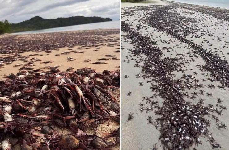 Desde hace varios días, habitantes de Guanacaste, en Costa Rica, alertaron de la muerte de miles de ejemplares de la especie jaiba mora.
