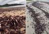Desde hace varios días, habitantes de Guanacaste, en Costa Rica, alertaron de la muerte de miles de ejemplares de la especie jaiba mora.