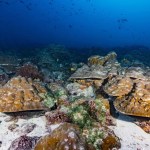 Imagen de algunos de los corales estudiados en las Islas Galápagos afectados por el fenómeno de El Niño. Foto La Hora: EFE