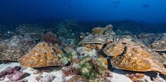 Imagen de algunos de los corales estudiados en las Islas Galápagos afectados por el fenómeno de El Niño. Foto La Hora: EFE