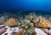 Imagen de algunos de los corales estudiados en las Islas Galápagos afectados por el fenómeno de El Niño. Foto La Hora: EFE