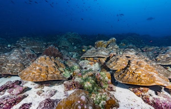 El Niño se ha intensificado un 37 % debido al cambio climático Imagen de algunos de los corales estudiados en las Islas Galápagos afectados por el fenómeno de El Niño. Foto La Hora: EFE