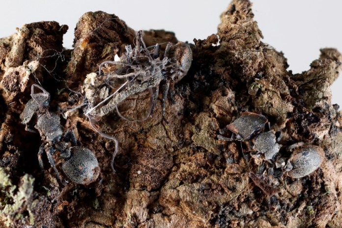 Descubren en México seis hongos zombis, uno bautizado en honor a Guillermo del Toro