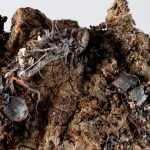 Descubren en México seis hongos zombis, uno bautizado en honor a Guillermo del Toro