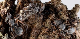 Descubren en México seis hongos zombis, uno bautizado en honor a Guillermo del Toro