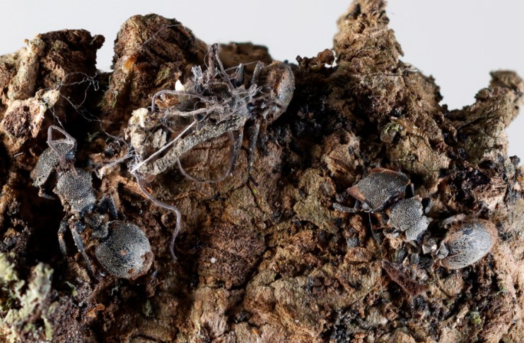 Descubren en México seis hongos zombis, uno bautizado en honor a Guillermo del Toro