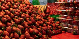 Estados Unidos acuso de "dumping" (vender por debajo del precio de costo o de mercado) a las fresas frescas de invierno mexicanas. Foto La Hora: EFE