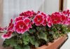 Flores y plantas guatemaltecas ganan terreno en el exterior y buscan convertir más volumen en ingresos El sector ornamental guatemalteco exporta más volumen, pero enfrenta una caída en los precios. Foto Shutterstock/MarinaNov