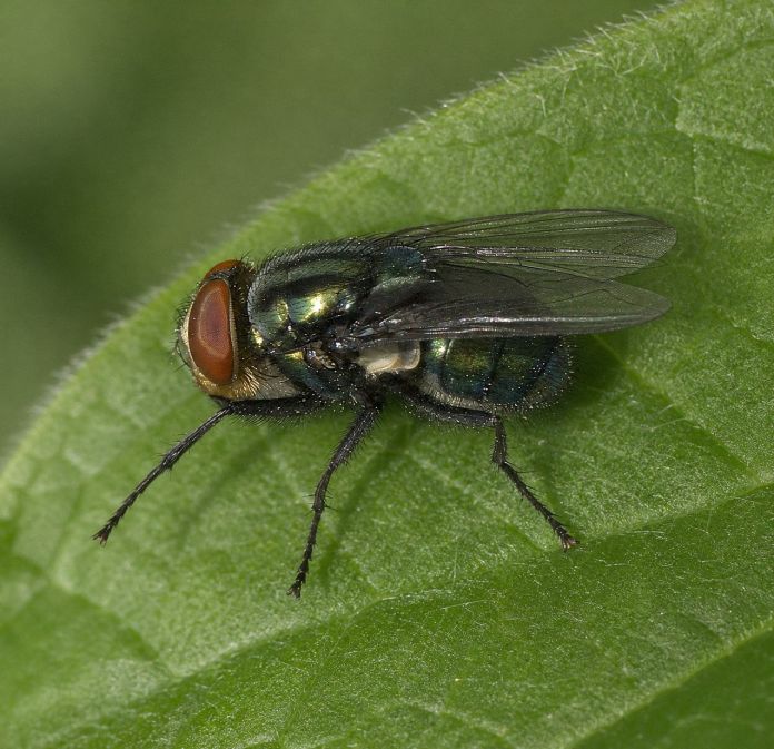 gusano barrenador