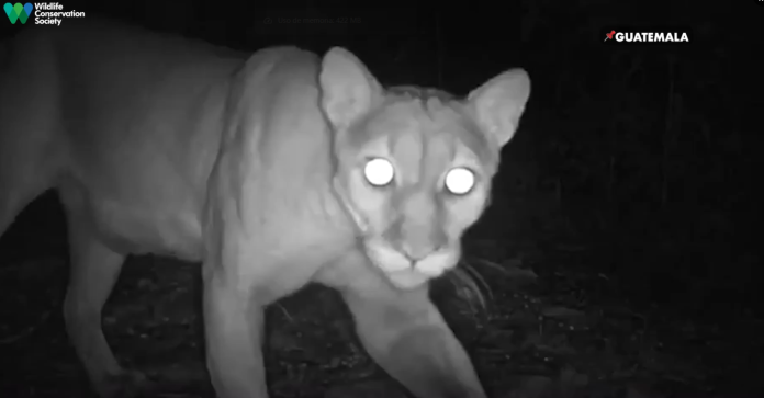 Los pumas forman parte de las cuatro especies de felinos silvestres estudiadas en la Reserva de la Biosfera Maya.. Foto La Hora: WCS.