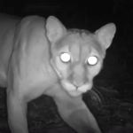 Los pumas forman parte de las cuatro especies de felinos silvestres estudiadas en la Reserva de la Biosfera Maya.. Foto La Hora: WCS.